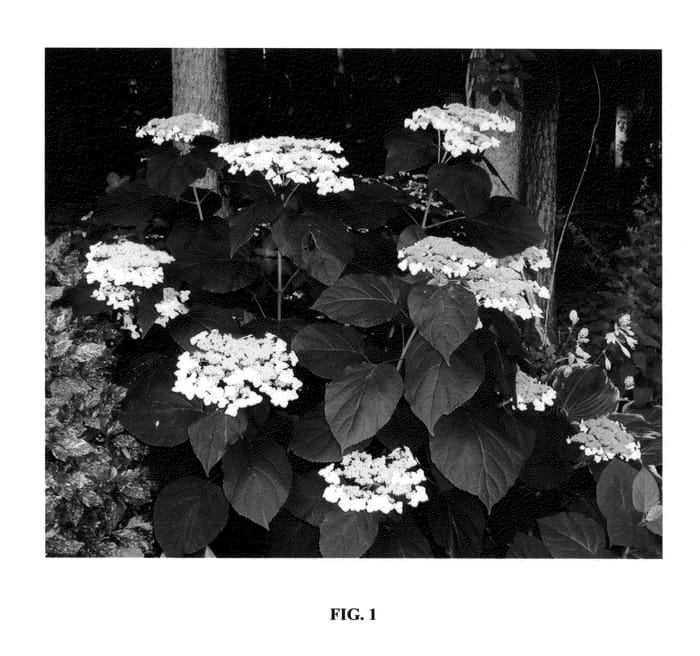 Figure 1 of US plant patent PP24783, the photograph of Haas' Halo printed in the patent.