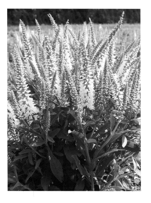 Figure 1 of US plant patent PP24784, the photograph of Verswhite printed in the patent.