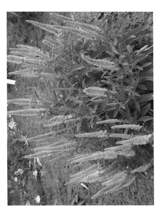 Figure 1 of US plant patent PP24785, the photograph of Verspink printed in the patent.