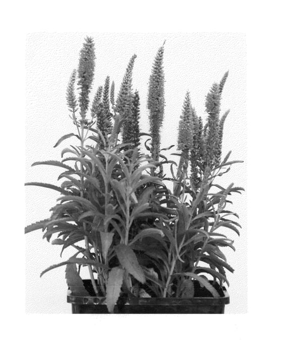 Figure 1 of US plant patent PP24786, the photograph of Versred printed in the patent.
