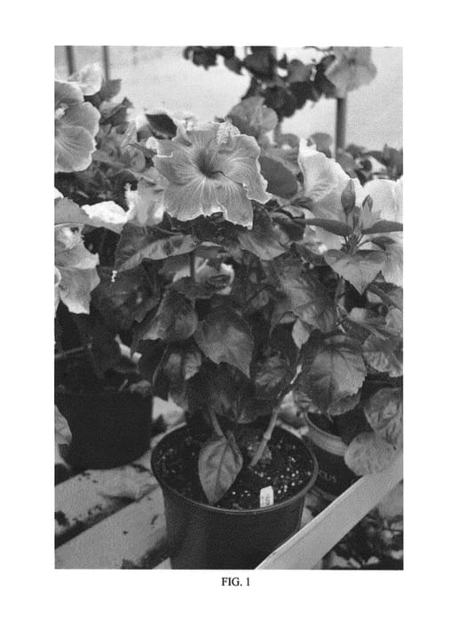 Figure 1 of US plant patent PP24787, the photograph of DUP-210 printed in the patent.
