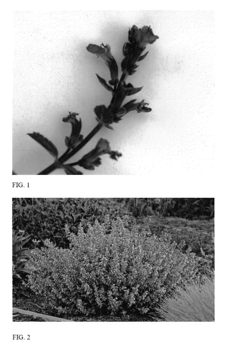 Figure 1 of US plant patent PP24788, the photograph of Purrsian  Blue printed in the patent.