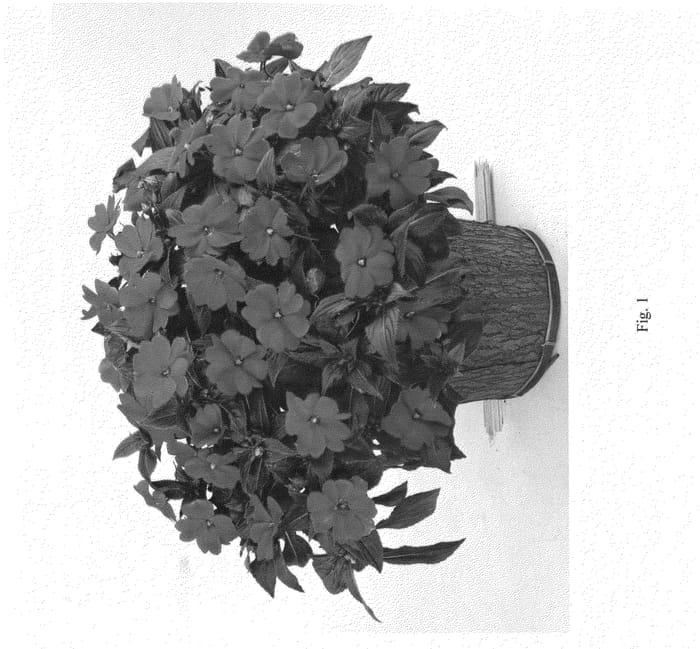 Figure 1 of US plant patent PP24789, the photograph of DHAR329 printed in the patent.