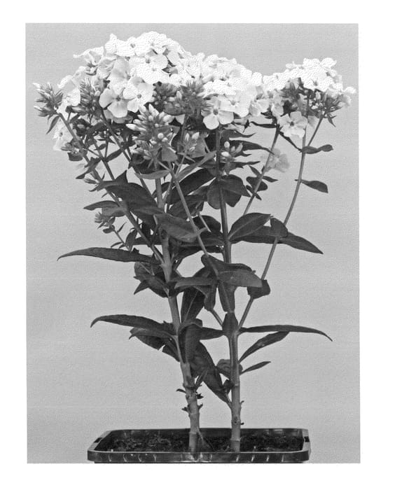 Figure 1 of US plant patent PP24790, the photograph of Versbicolor printed in the patent.