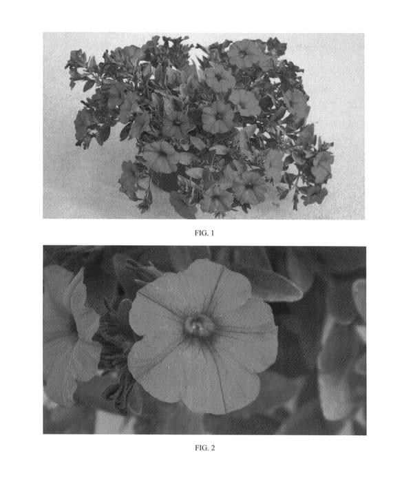 Figure 1 of US plant patent PP24791, the photograph of SAKPXC011 printed in the patent.