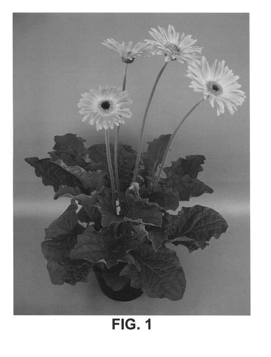 Figure 1 of US plant patent PP24792, the photograph of UFGE 7080 printed in the patent.