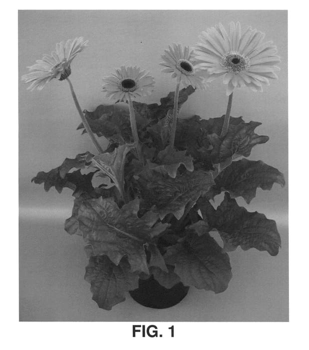 Figure 1 of US plant patent PP24793, the photograph of UFGE 7031 printed in the patent.
