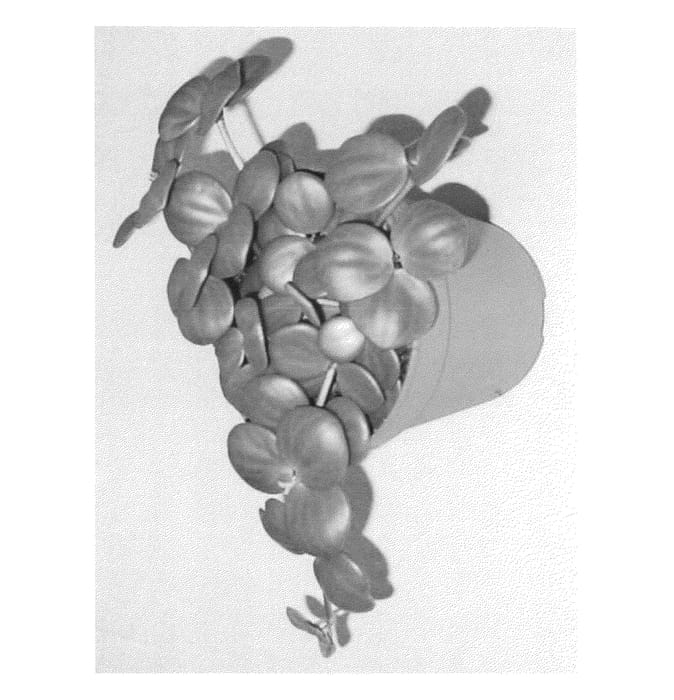 Figure 1 of US plant patent PP24794, the photograph of HOPE printed in the patent.