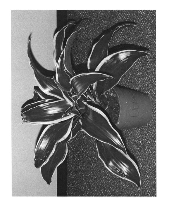 Figure 1 of US plant patent PP24795, the photograph of Dragongdor printed in the patent.