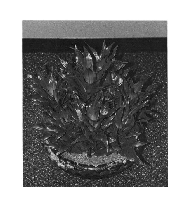 Figure 1 of US plant patent PP24796, the photograph of 2004031C printed in the patent.