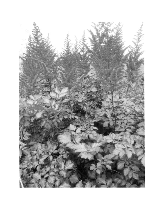 Figure 1 of US plant patent PP24797, the photograph of Red Quin printed in the patent.