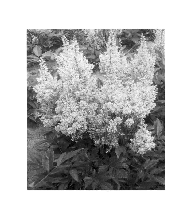 Figure 1 of US plant patent PP24798, the photograph of Look at Me printed in the patent.