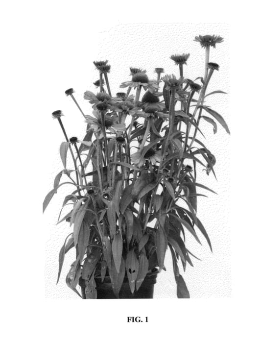 Figure 1 of US plant patent PP24799, the photograph of Pipas printed in the patent.