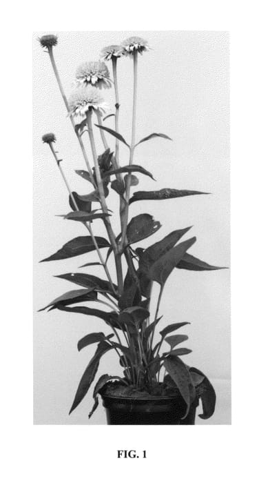 Figure 1 of US plant patent PP24800, the photograph of Greenline printed in the patent.
