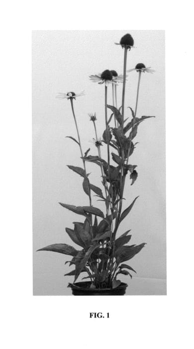 Figure 1 of US plant patent PP24801, the photograph of Eglow printed in the patent.