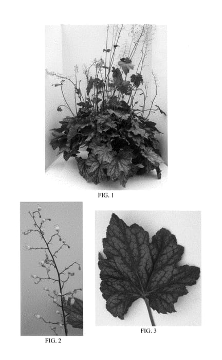 Figure 1 of US plant patent PP24803, the photograph of Carnival Watermelon printed in the patent.