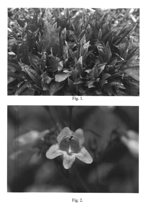 Figure 1 of US plant patent PP24804, the photograph of Pocahontas printed in the patent.
