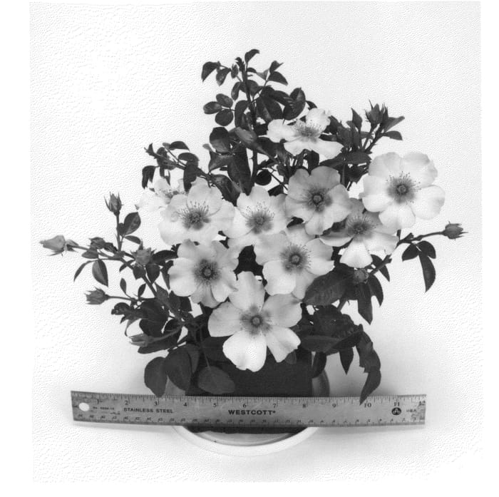 Figure 1 of US plant patent PP24805, the photograph of CHEwsumsigns printed in the patent.