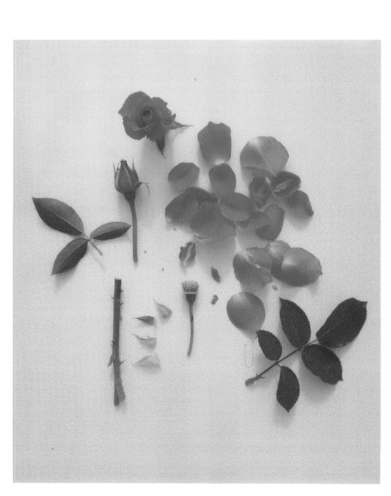 Figure 1 of US plant patent PP24806, the photograph of Poulht007 printed in the patent.