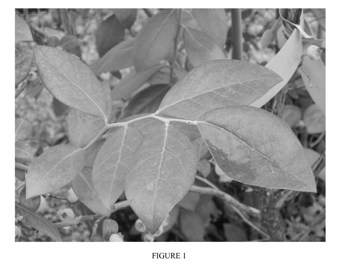 Figure 1 of US plant patent PP24807, the photograph of BB05-251MI-14 printed in the patent.
