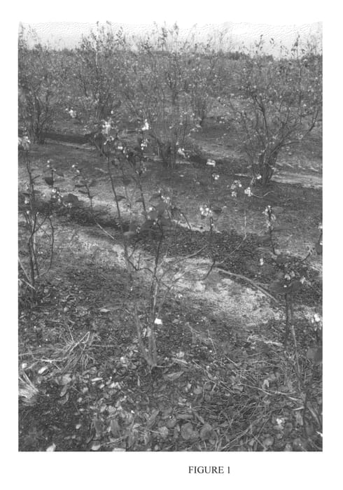 Figure 1 of US plant patent PP24808, the photograph of BB05-58GA-1 printed in the patent.