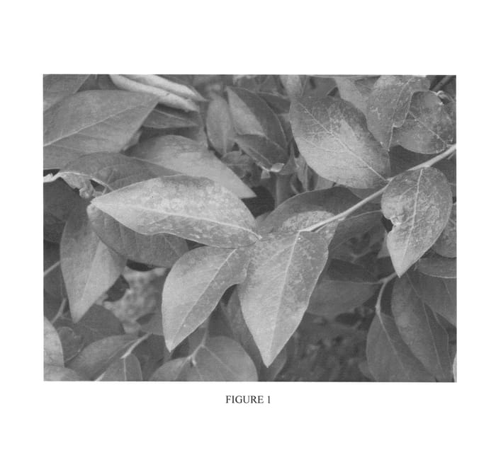 Figure 1 of US plant patent PP24809, the photograph of BB05-274MI-139 printed in the patent.