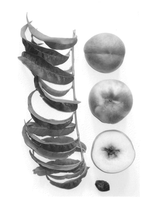 Figure 1 of US plant patent PP24810, the photograph of Burpeachtwentynine printed in the patent.