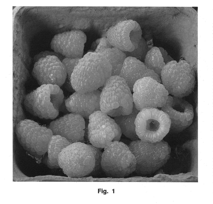 Figure 1 of US plant patent PP24811, the photograph of Double Gold printed in the patent.