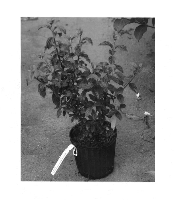 Figure 1 of US plant patent PP24812, the photograph of Neil Z printed in the patent.