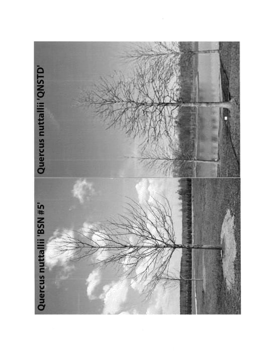 Figure 1 of US plant patent PP24813, the photograph of Betterred printed in the patent.