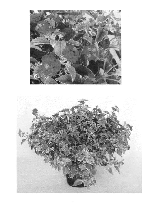 Figure 1 of US plant patent PP24814, the photograph of Aries Lion printed in the patent.