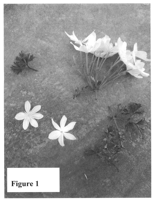 Figure 1 of US plant patent PP24815, the photograph of Evipo045 printed in the patent.
