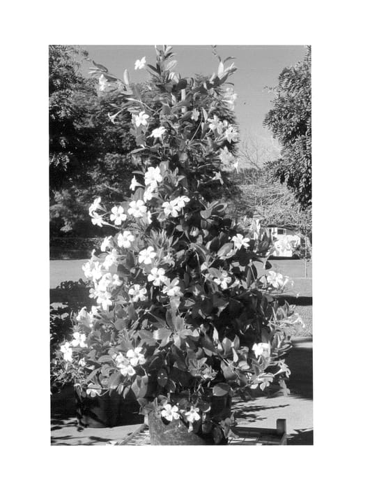 Figure 1 of US plant patent PP24816, the photograph of Alegnuflor999 printed in the patent.