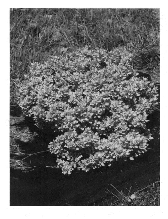 Figure 1 of US plant patent PP24817, the photograph of Kasia printed in the patent.