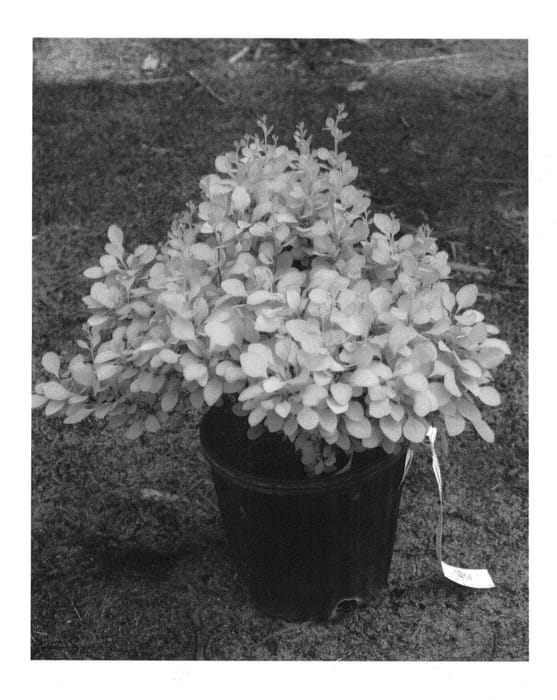 Figure 1 of US plant patent PP24818, the photograph of Koren printed in the patent.