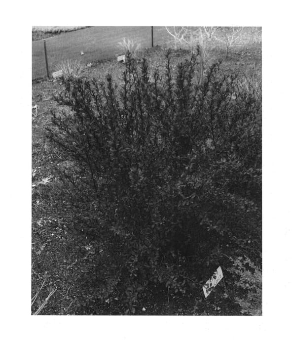 Figure 1 of US plant patent PP24819, the photograph of Helen printed in the patent.