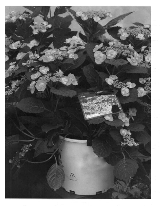 Figure 1 of US plant patent PP24820, the photograph of MAK20 printed in the patent.