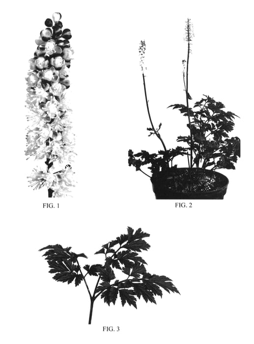 Figure 1 of US plant patent PP24821, the photograph of Chocoholic printed in the patent.