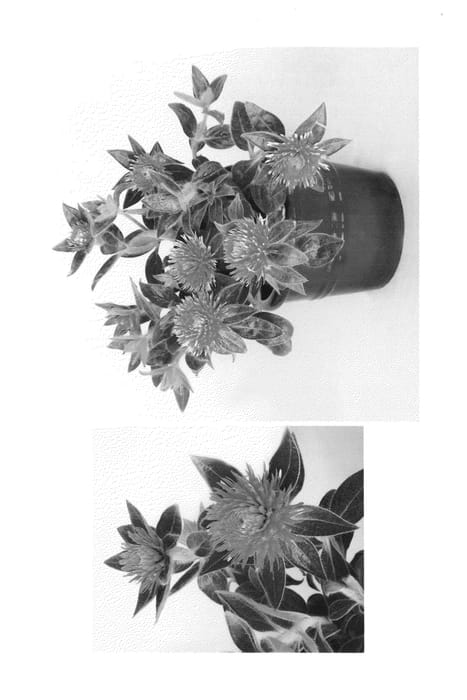 Figure 1 of US plant patent PP24822, the photograph of GOM070101 printed in the patent.