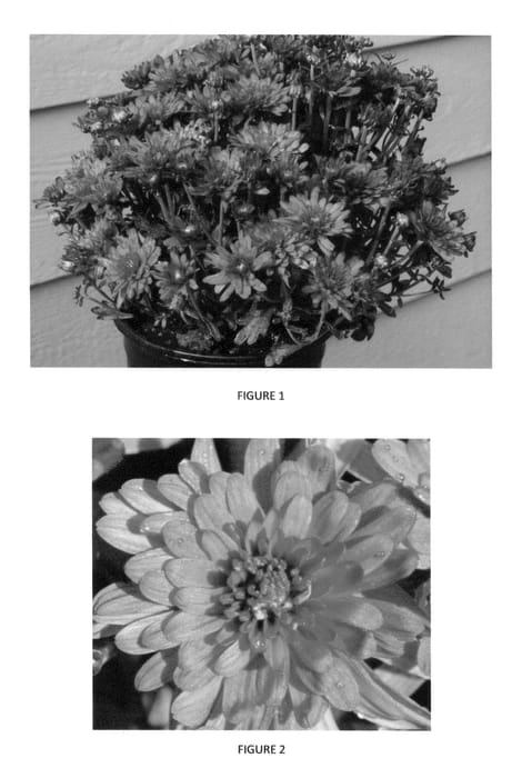 Figure 1 of US plant patent PP24823, the photograph of CIFZ0008 printed in the patent.