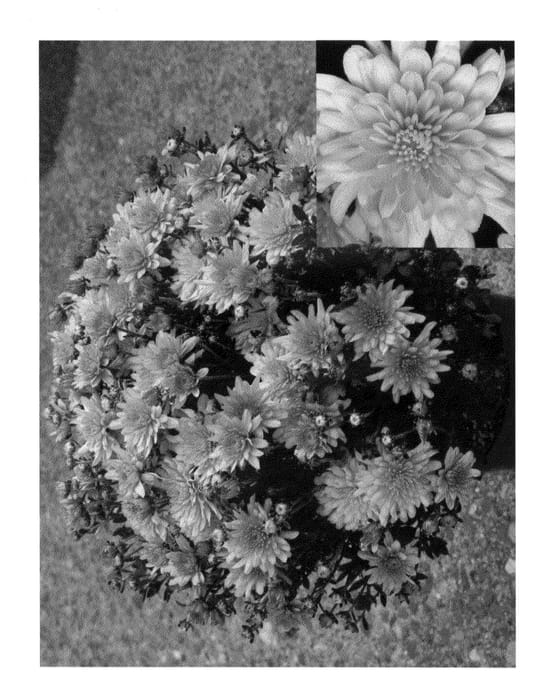 Figure 1 of US plant patent PP24824, the photograph of CIFZ0006 printed in the patent.