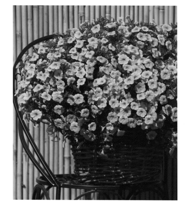 Figure 1 of US plant patent PP24825, the photograph of KLECA12224 printed in the patent.
