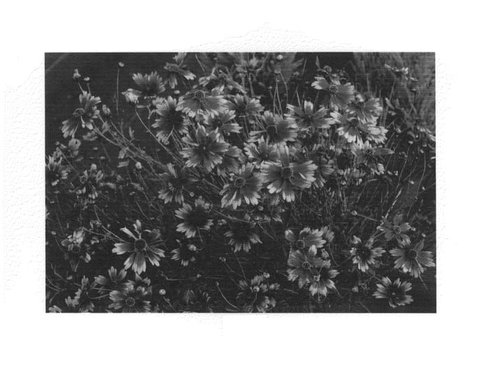Figure 1 of US plant patent PP24826, the photograph of Summer Punch printed in the patent.