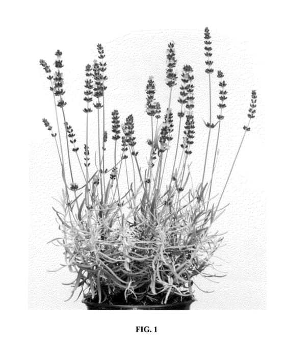 Figure 1 of US plant patent PP24827, the photograph of Armtipp01 printed in the patent.