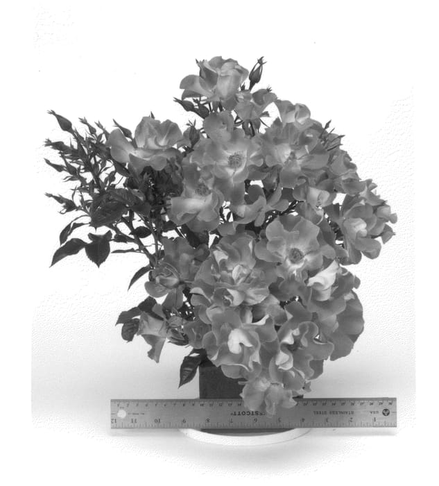 Figure 1 of US plant patent PP24828, the photograph of WEKruneflo printed in the patent.