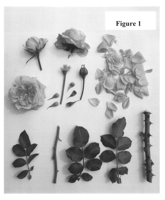 Figure 1 of US plant patent PP24829, the photograph of Poulcas037 printed in the patent.