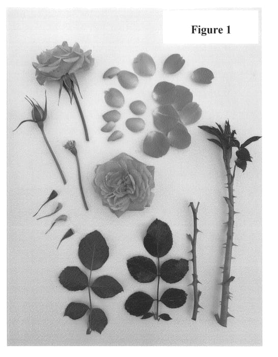 Figure 1 of US plant patent PP24830, the photograph of Poulcas038 printed in the patent.