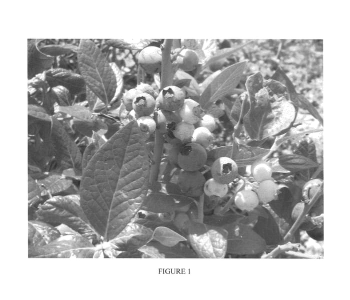 Figure 1 of US plant patent PP24831, the photograph of BB06-540FL-12 printed in the patent.