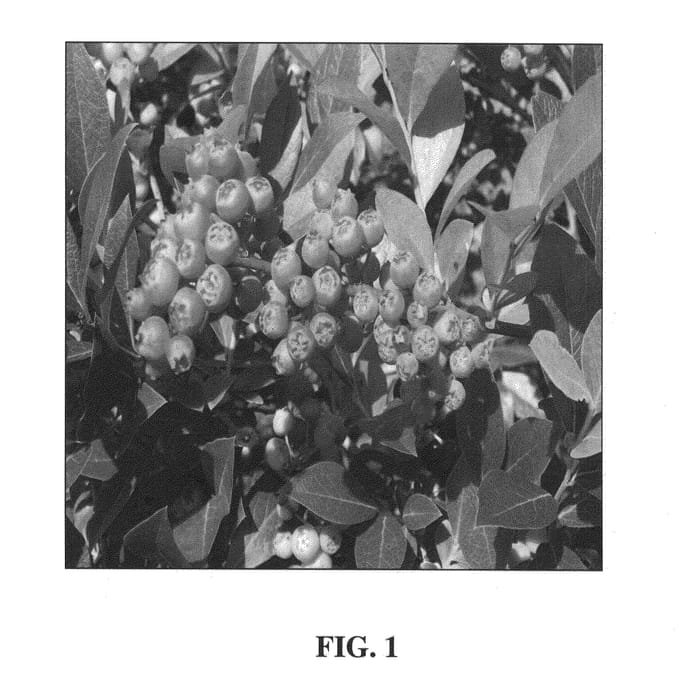 Figure 1 of US plant patent PP24832, the photograph of Nocturne printed in the patent.