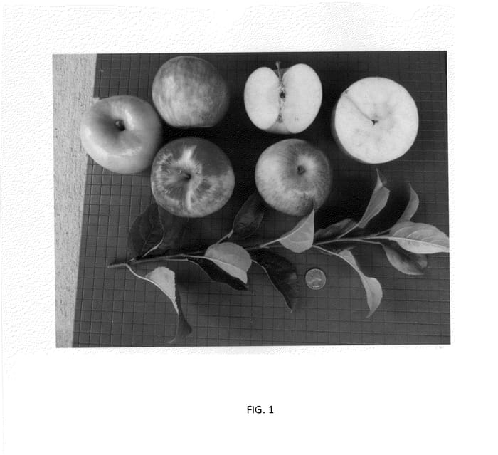 Figure 1 of US plant patent PP24833, the photograph of DAS-10 printed in the patent.